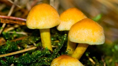 Vahşi Mantar, Sierra de Guadarrama Ulusal Parkı, Segovia, Kastilya Leon, İspanya, Avrupa