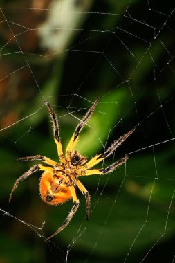 Tropikal Örümcek, Tropikal Yağmur Ormanları, Napo Nehri Havzası, Amazonia, Ekvador, Amerika