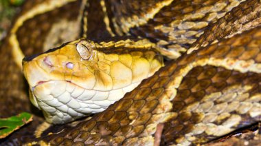 Fer-de-lance Viper, Terciopelo Viper, Bothrops asper, Tropikal yağmur ormanı, Boca Tapada, Alajuela Eyaleti, Kosta Rika, Amerika