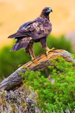 Golden Eagle, Aquila chrysaetos, Mediterranean Forest, Castile Leon, Spain, Europe clipart