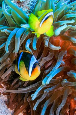 Kızıl Deniz Palyaço Balığı, İki Banded Anemonfish, Amphiprion bicintus, Mercan Resifi, Kızıldeniz, Mısır, Afrika
