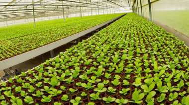 Büyüyen Bitkiler, Hollanda Yeşilhortumu, Hollanda, Hollanda, Avrupa