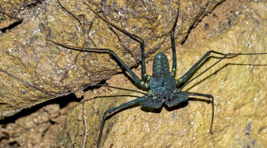 Whip spider, Tailess Whip Scorpion, Amblipigido, Paraphrynus laevifrons, Tropical Rainforest, Corcovado National Park, Osa Conservation Area, Osa Peninsula, Costa Rica, Central America clipart