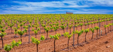 Valdepenas Vineyards, Ciudad Real, Valdepenas Denominacion de Origen, Castilla La Mancha, İspanya, Avrupa