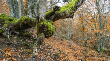 Hayedo de la Pedrosa Doğal Koruma Alanı, Beech Ormanı Sonbahar Sezonu, Fagus Sylvatica, Riofrio de Riaza, Segovia, Castilla y Leon, İspanya, Avrupa