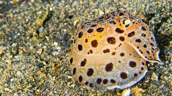 Sea Slug, Moon-Heaoed Sidegill Slug, Euselenops luniceps, Lembeh, North Sulawesi, Indonesia, Asia