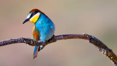 Bee-eater, Merops apiaster, Mediterranean Forest, Castilla y Leon, Spain, Europe clipart