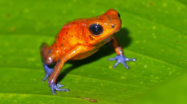 Dart Zehirli Kurbağa, Mavi Kot, Oophaga pumilio, Dendrobates pumilio, Tropikal Yağmur Ormanları, Boca Tapada, Alajuela Eyaleti, Kosta Rika, Amerika