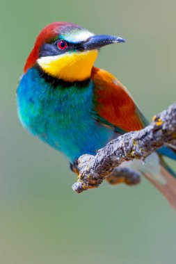Arı yiyici, merops apiaster, Akdeniz Ormanı, Castilla y Leon, İspanya, Avrupa