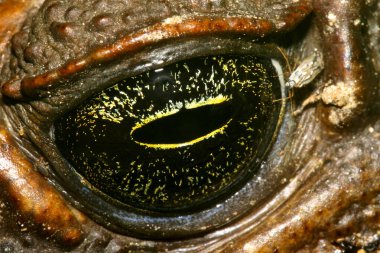 Tropical Toad Eye, Tropical Rainforest, Napo River Basin, Amazonia, Ecuador, America clipart