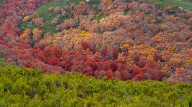 Hayedo de la Pedrosa Doğal Koruma Alanı, Beech Ormanı Sonbahar Sezonu, Fagus Sylvatica, Riofrio de Riaza, Segovia, Castilla y Leon, İspanya, Avrupa