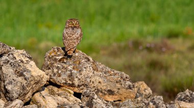 Küçük Baykuş, Athene noctua, Akdeniz Ormanı, Castilla y Leon, İspanya, Avrupa