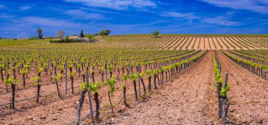 Valdepenas Vineyards, Ciudad Real, Valdepeas Denominacin de Origen, Castilla La Mancha, İspanya, Avrupa