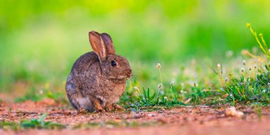 Avrupa Tavşanı, Oryctolagus Cuniculus, Akdeniz Ormanı, Castilla La Mancha, İspanya, Avrupa