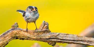 Long-tailed Tit, Aegithalos caudatus, Mediterranean Forest, Castilla y Leon, Spain, Europe