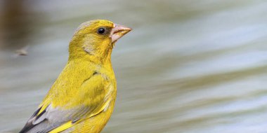 Greenfinch, Carduelis chloris, Forest Pond, Mediterranean Forest, Castilla y Leon, Spain, Europe clipart