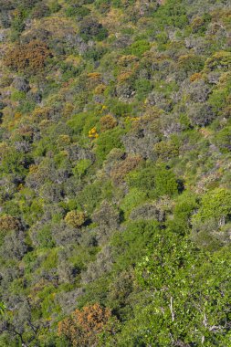 Akdeniz Orman Ovası, Arribes del Duero Doğal Parkı, SPA, SAC, Biyosfer Rezervi, Salamanca, Castilla y Leon, İspanya, Avrupa