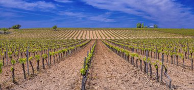 Valdepenas Vineyards, Ciudad Real, Valdepenas Denominacin de Origen, Castilla La Mancha, İspanya, Avrupa