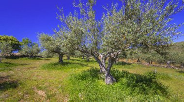 Zeytin Ağaçları Çiftliği, Olea Avrupai Bölgesi, Arribes del Duero Doğal Parkı, SPA, SAC, Biyosfer Rezervi, Salamanca, Castilla y Leon, İspanya, Avrupa