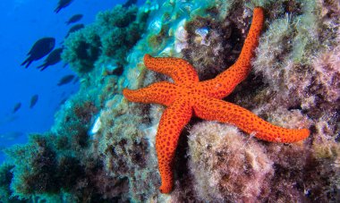 Kızıl Denizyıldızı, Echinaster sepositus, Cabo Cope-Puntas del Calnegre Doğal Parkı, Akdeniz, Murcia, İspanya, Avrupa