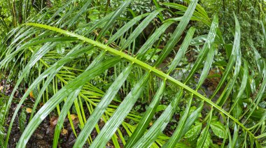 Çeşitli Yapraklar, Tropikal Yağmur Ormanları, Marino Ballena Ulusal Parkı, Uvita de Osa, Puntarenas, Kosta Rika, Orta Amerika
