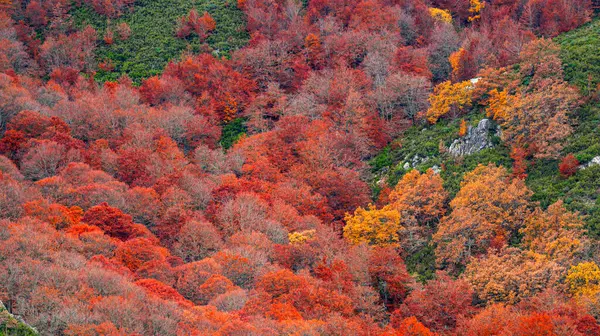 Hayedo de la Pedrosa Doğal Koruma Alanı, Beech Ormanı Sonbahar Sezonu, Fagus Sylvatica, Riofrio de Riaza, Segovia, Castilla y Leon, İspanya, Avrupa