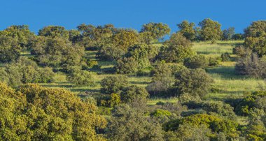 Akdeniz Ormanı, Castilla La Mancha, İspanya, Avrupa