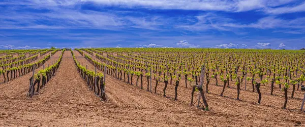 Valdepenas Vineyards, Ciudad Real, Valdepenas Denominacin de Origen, Castilla La Mancha, İspanya, Avrupa