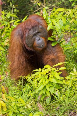 Orangutan, Pongo pigmaeus, Tanjung Puting Ulusal Parkı, Kalimantan, Borneo, Endonezya