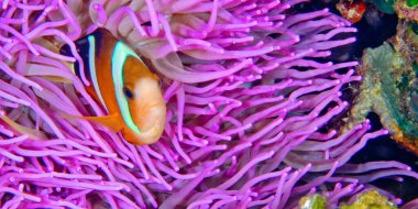 Clark 's Anemonfish, Clarkii Anemonfish, Yellowtail Clownfish, Polimas Kuning, Amphirion clarkii, Reef Building Corals, Coral Reef, Lembeh, North Sulawesi, Endonezya, Asia