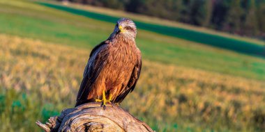 Kara Uçurtma, Milvus migrans, Tarım Tarlaları, Castilla y Leon, İspanya, Avrupa