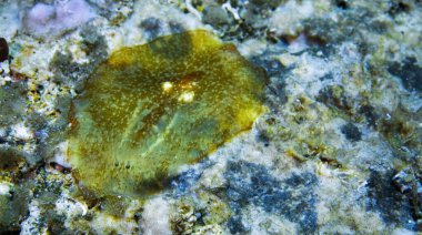 Flatworm, Platyhelminthe, Planocera pellucida, Cabo Cope-Puntas del Calnegre Natural Park, Mediterranean Sea,  Region de Murcia, Murcia, Spain, Europe clipart