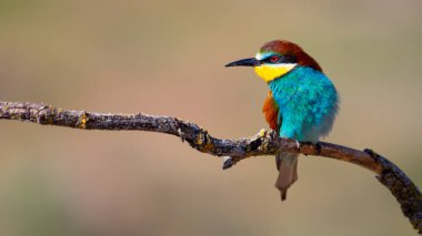 Arı yiyici, merops apiaster, Akdeniz Ormanı, Castilla y Leon, İspanya, Avrupa