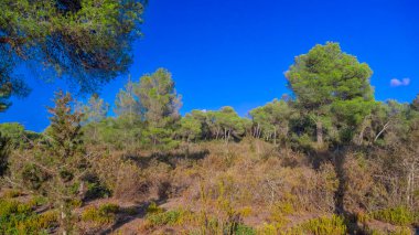 Finca Publica de Son Real, Natura 2000, Pennsula de Llevant Natural Park, Mallorca, Balearic Adaları, İspanya, Avrupa