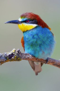 Arı yiyici, merops apiaster, Akdeniz Ormanı, Castilla y Leon, İspanya, Avrupa