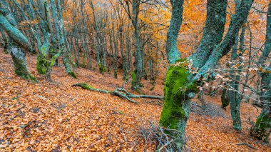 Hayedo de la Pedrosa Doğal Koruma Alanı, Beech Ormanı Sonbahar Sezonu, Fagus Sylvatica, Riofrio de Riaza, Segovia, Castilla y Leon, İspanya, Avrupa