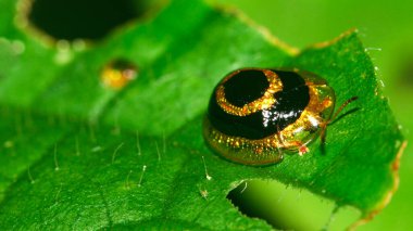 Scale Insect, Coccoidea, Hemiptera, Tropical Rainforest, Napo River Basin, Amazonia, Ecuador, America clipart