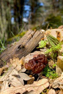 Wild Mushrooms, Valsain Forest, Sierra de Guadarrama National Park, Segovia, Castile Leon, Spain, Europe  clipart