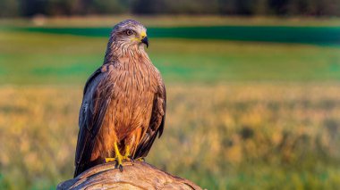 Kara Uçurtma, Milvus migrans, Tarım Tarlaları, Castilla y Leon, İspanya, Avrupa
