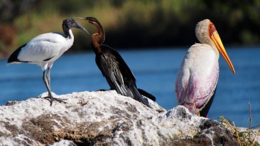 Yellow Billed Stork, Mycteria ibis, Chobe River, Chobe National Park, Botswana, Africa clipart