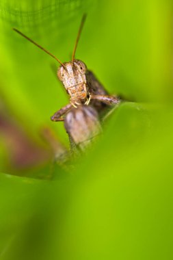 Tropical Grasshopper, Tropical Rainforest, Boca Tapada, Alajuela Province, Costa Rica, America clipart