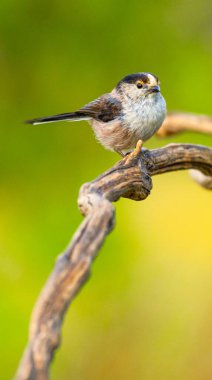 Long-tailed Tit, Aegithalos caudatus, Mediterranean Forest, Castilla y Leon, Spain, Europe clipart