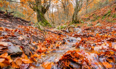 Stream Beech Forest, Hayedo de la Pedrosa Natural Protected Area, Beech Forest Autumn Season, Fagus sylvatica, Riofrio de Riaza, Segovia, Castilla y Leon, Spain, Europe clipart