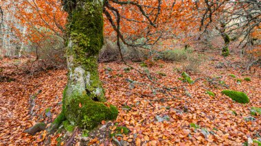 Hayedo de la Pedrosa Doğal Koruma Alanı, Beech Ormanı Sonbahar Sezonu, Fagus Sylvatica, Riofrio de Riaza, Segovia, Castilla y Leon, İspanya, Avrupa