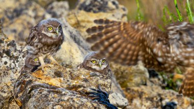 Küçük Baykuş, Athene noctua, Akdeniz Ormanı, Castilla y Leon, İspanya, Avrupa