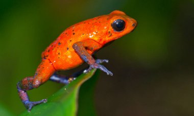 Dart Zehirli Kurbağa, Mavi Kot, Oophaga pumilio, Dendrobates pumilio, Tropikal Yağmur Ormanları, Boca Tapada, Alajuela Eyaleti, Kosta Rika, Amerika