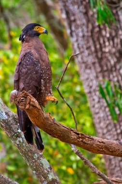 Armalı Yılan Kartalı, Dökülen Çita, Wilpattu Ulusal Parkı, Sri Lanka, Asya