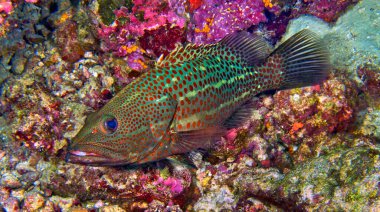 Beyaz çizgili Grouper, Anyperodon löcogrammicus, Coral Reef, South Ari Atoll, Maldivler, Hint Okyanusu, Asya