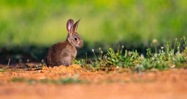 European Rabbit, Oryctolagus cuniculus, Mediterranean Forest, Castilla La Mancha, Spain, Europe clipart