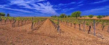 Valdepenas Vineyards, Ciudad Real, Valdepenas Denominacion de Origen, Castilla La Mancha, İspanya, Avrupa